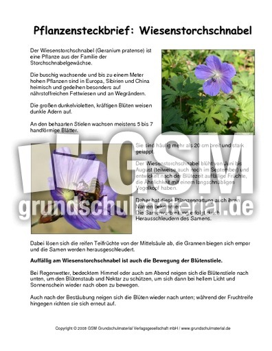 Steckbrief-Wiesenstorchschnabel.pdf